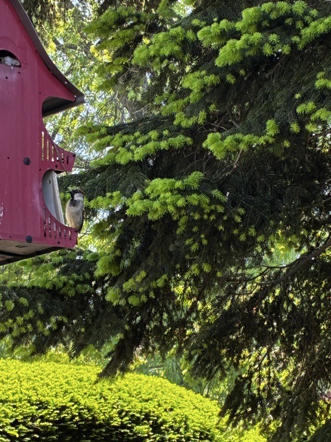 Birdhouse in the garden Guia Jimenez.jpg
