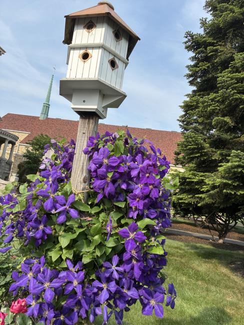 birdhouse and flowers Guia Jimenez.jpg